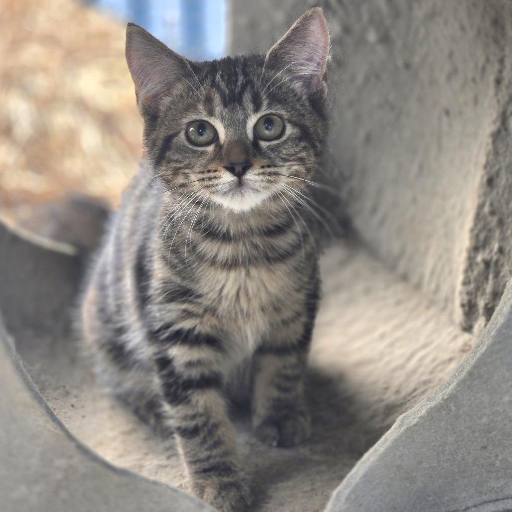 Enlarge fig, a Adoptable Domestic Medium Hair in Lexington, SC image 2/2