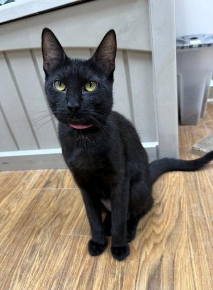 Joanne, ADOPTABLE, Adult Female Domestic Short Hair.