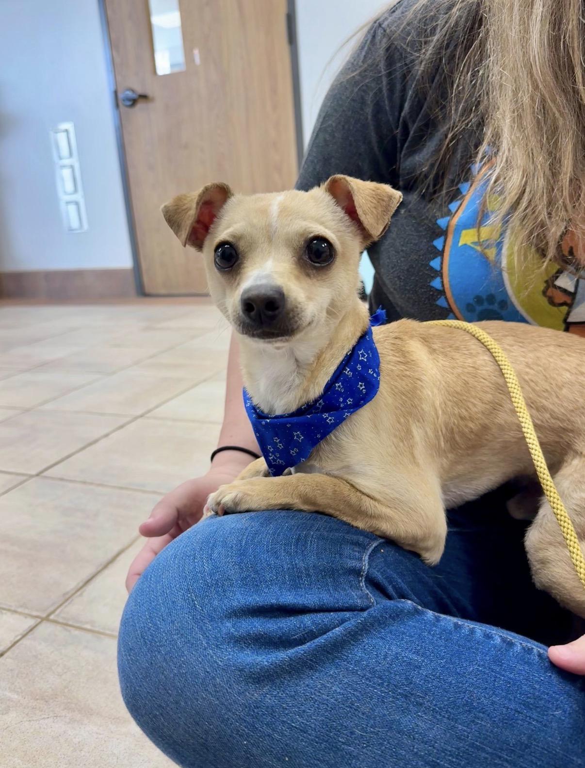 Enlarge Nico, a Adoptable Chihuahua in Houston, TX image 3/4