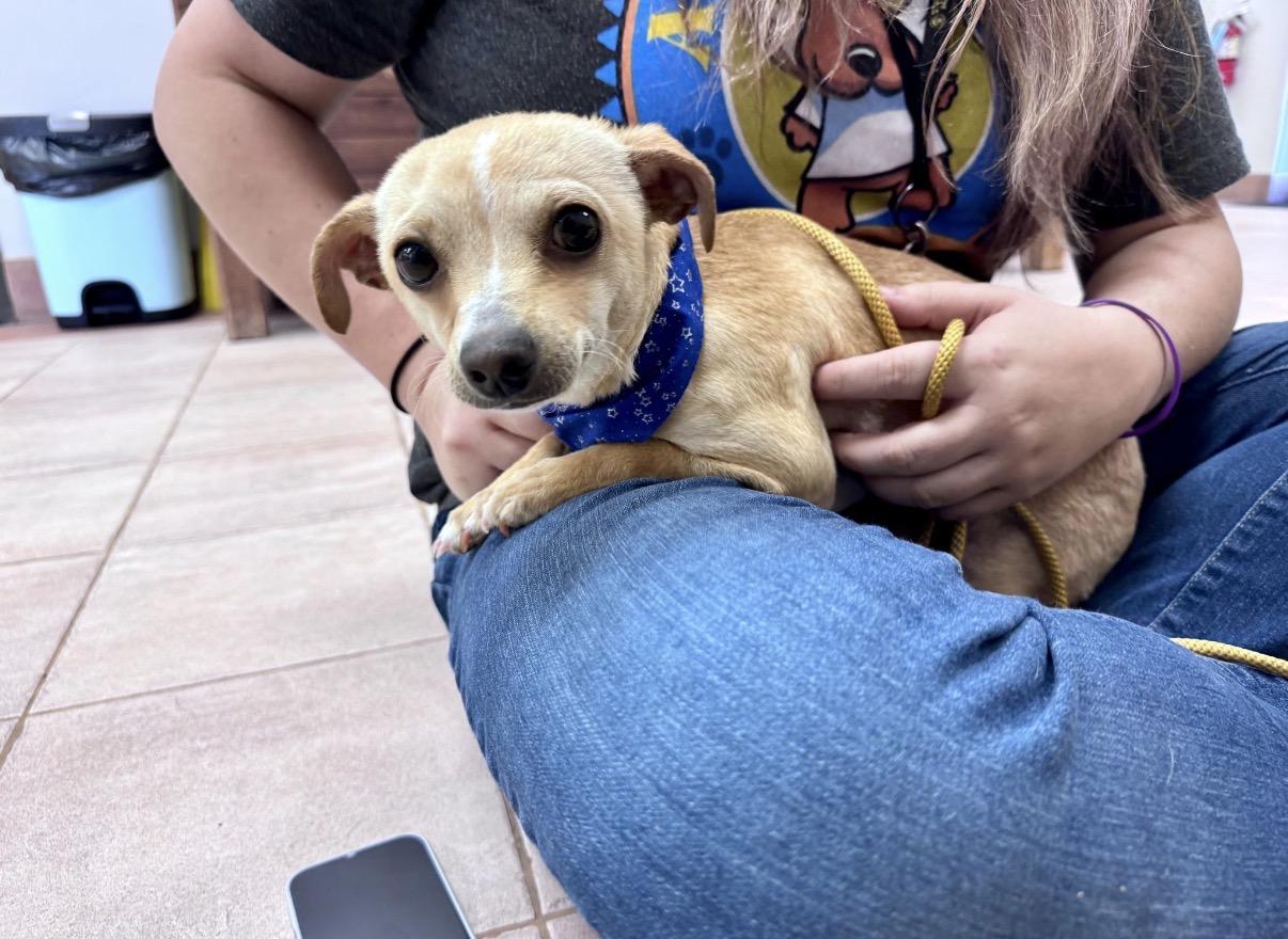 Enlarge Nico, a Adoptable Chihuahua in Houston, TX image 2/4