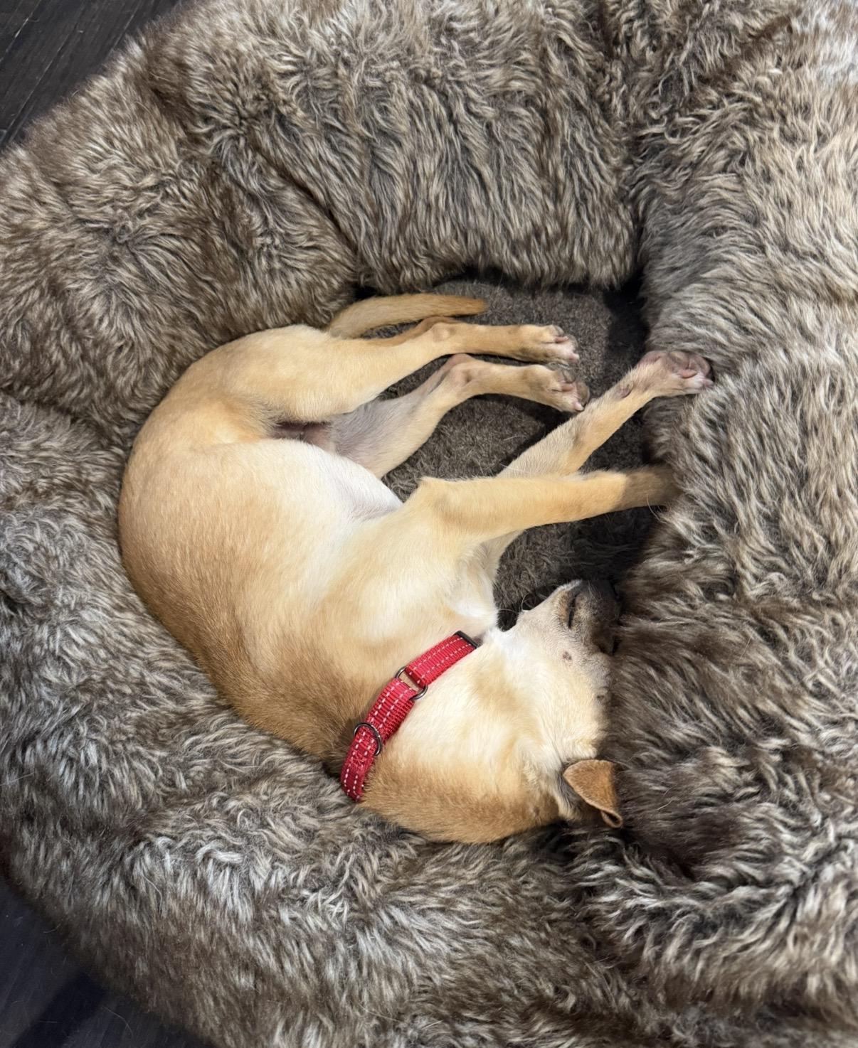 Enlarge Nico, a Adoptable Chihuahua in Houston, TX image 4/4