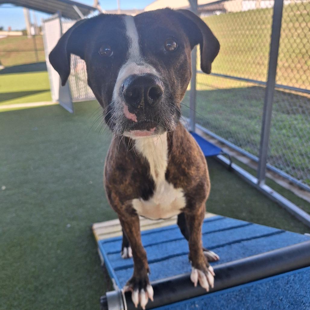 Brin, a Adoptable Mixed Breed in Cape Girardeau, MO image 1/3