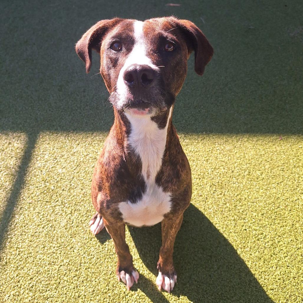 Brin, a Adoptable Mixed Breed in Cape Girardeau, MO image 2/3