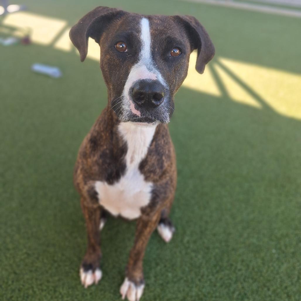 Brin, a Adoptable Mixed Breed in Cape Girardeau, MO image 3/3