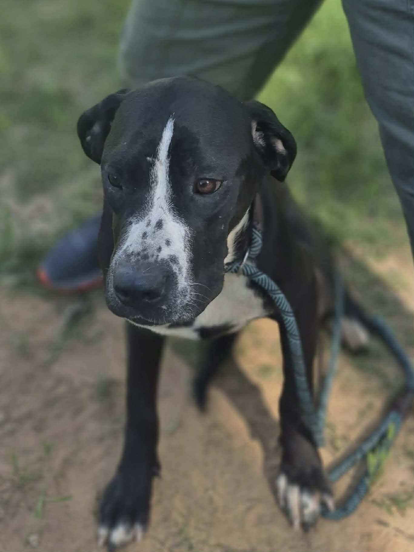 Cinderella, a Adoptable mixed breed in Media, PA image 1/6