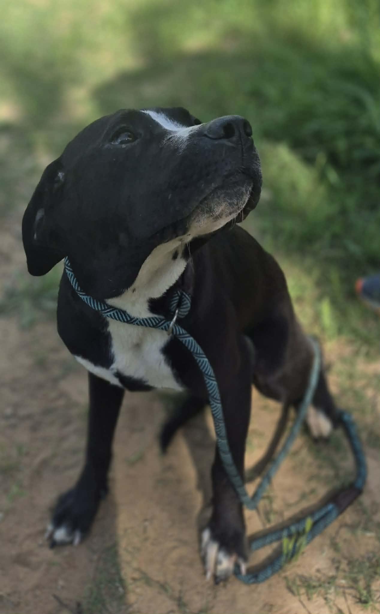 Cinderella, a Adoptable mixed breed in Media, PA image 4/6