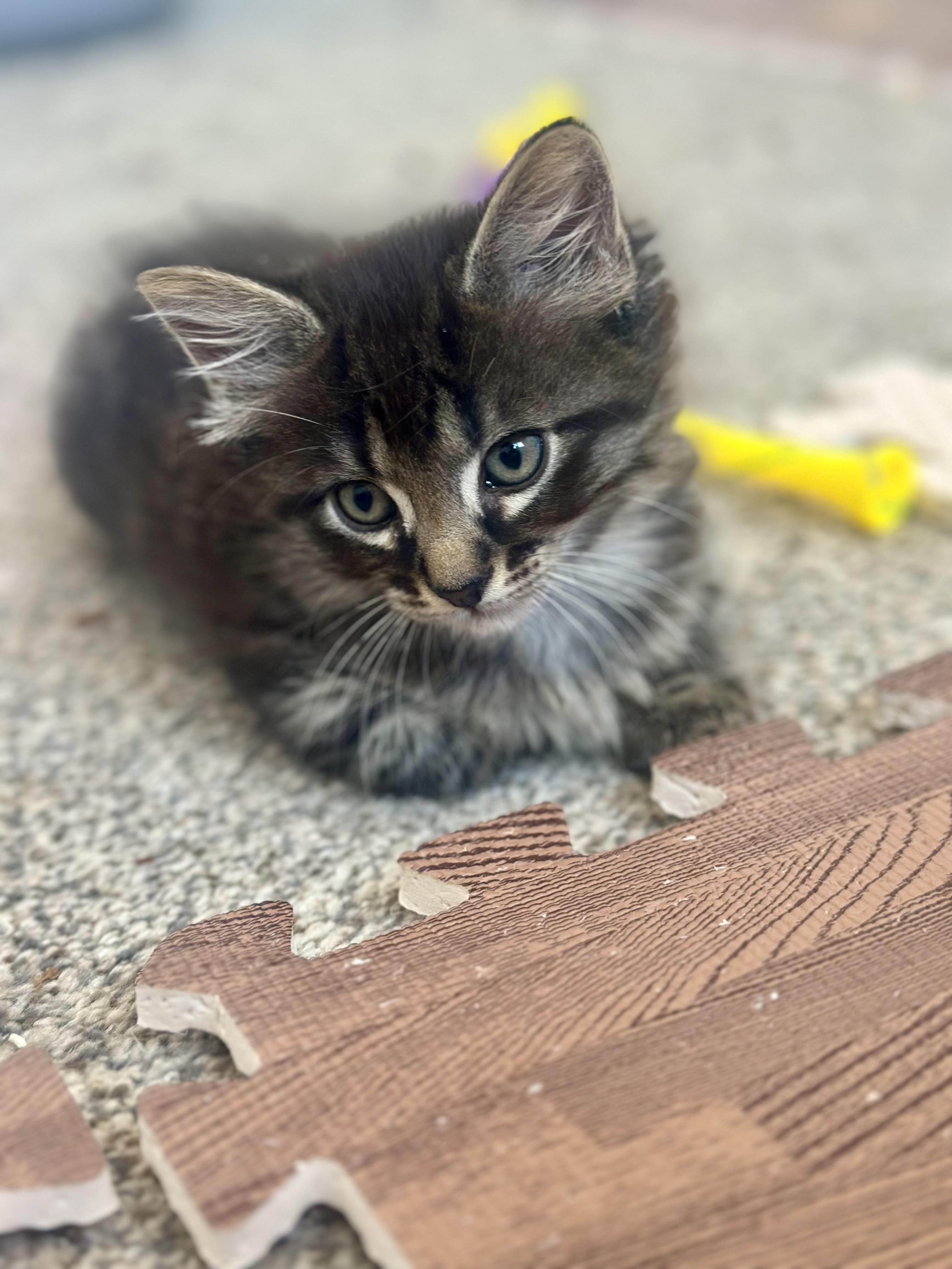 Winton, Baby Male Domestic Long Hair