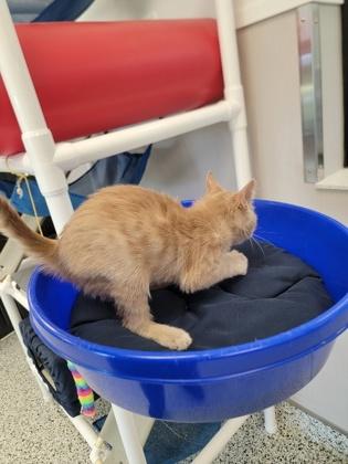 Enlarge Apricot, a Adoptable mixed breed in Fergus Falls, MN image 1/3