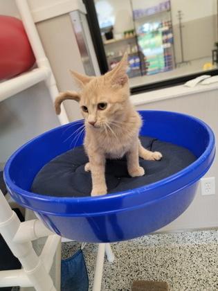 Enlarge Apricot, a Adoptable mixed breed in Fergus Falls, MN image 2/3