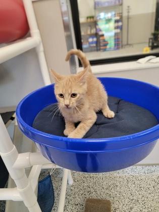 Enlarge Apricot, a Adoptable mixed breed in Fergus Falls, MN image 3/3