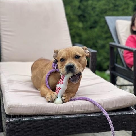 Mimi, a ADOPTABLE Mixed Breed in Wayne, NJ image 2/3