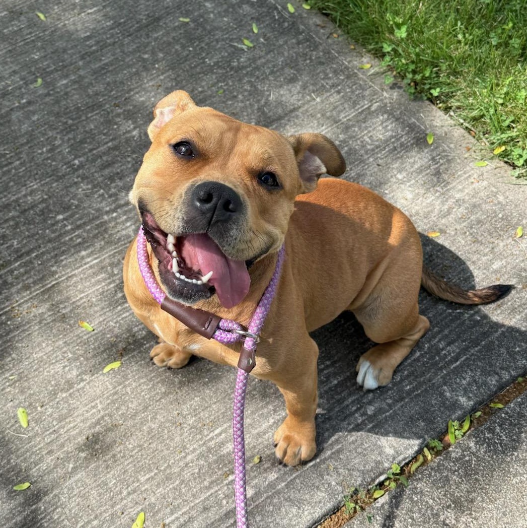 Mimi, a ADOPTABLE Mixed Breed in Wayne, NJ image 1/3