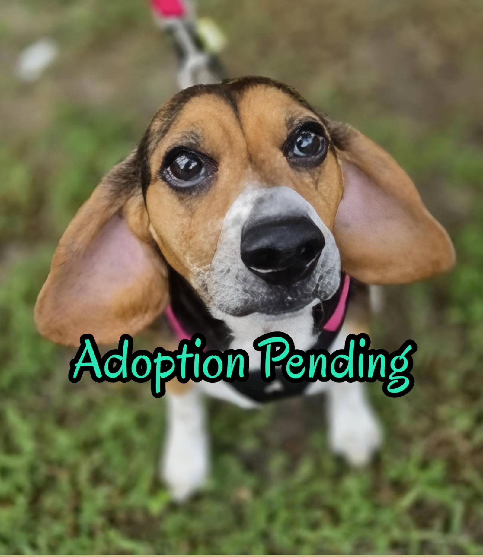 Lucy-loo, Adoptable, Senior Female Beagle.