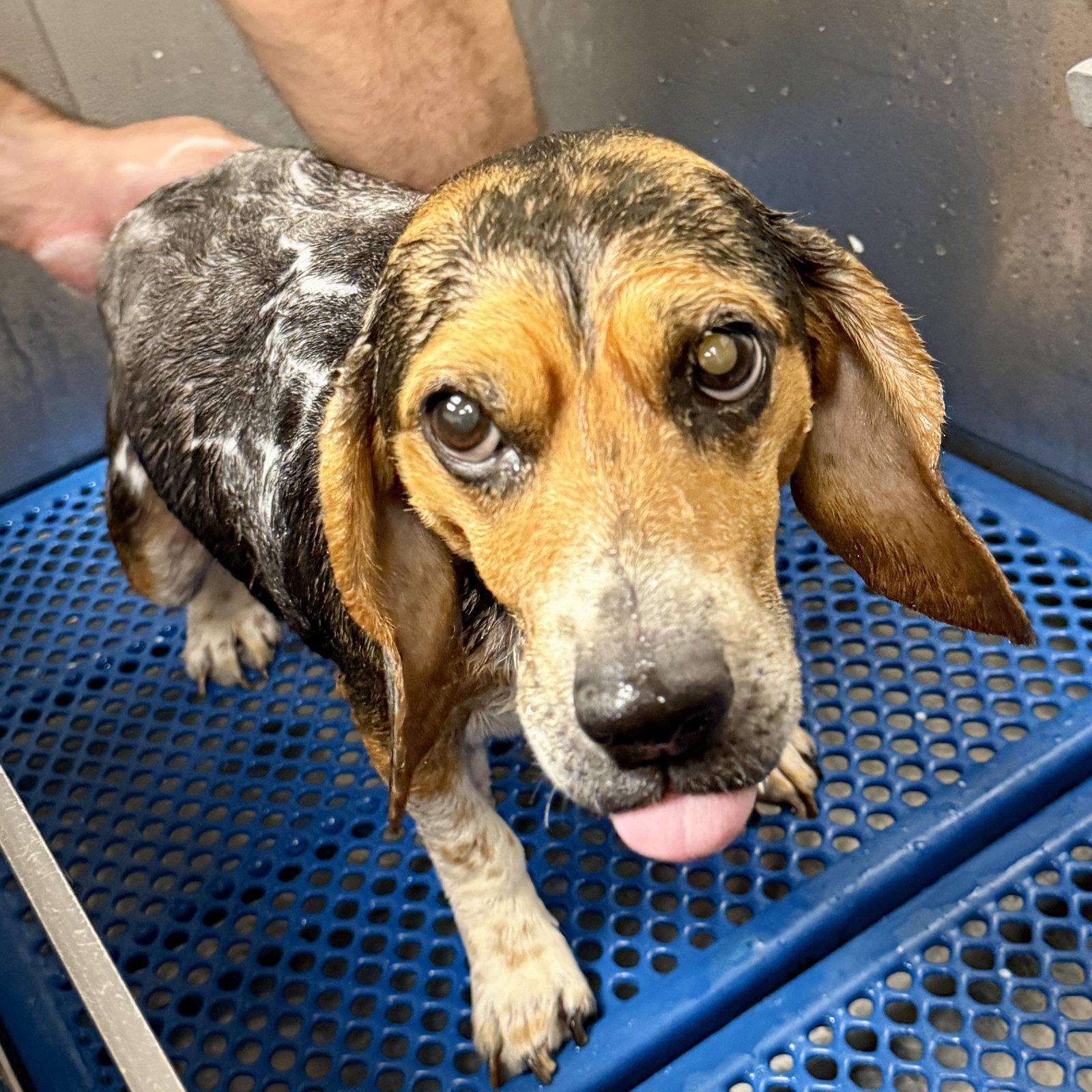 Enlarge Lucy-loo, a Adoptable Beagle in Dunnellon, FL image 2/3