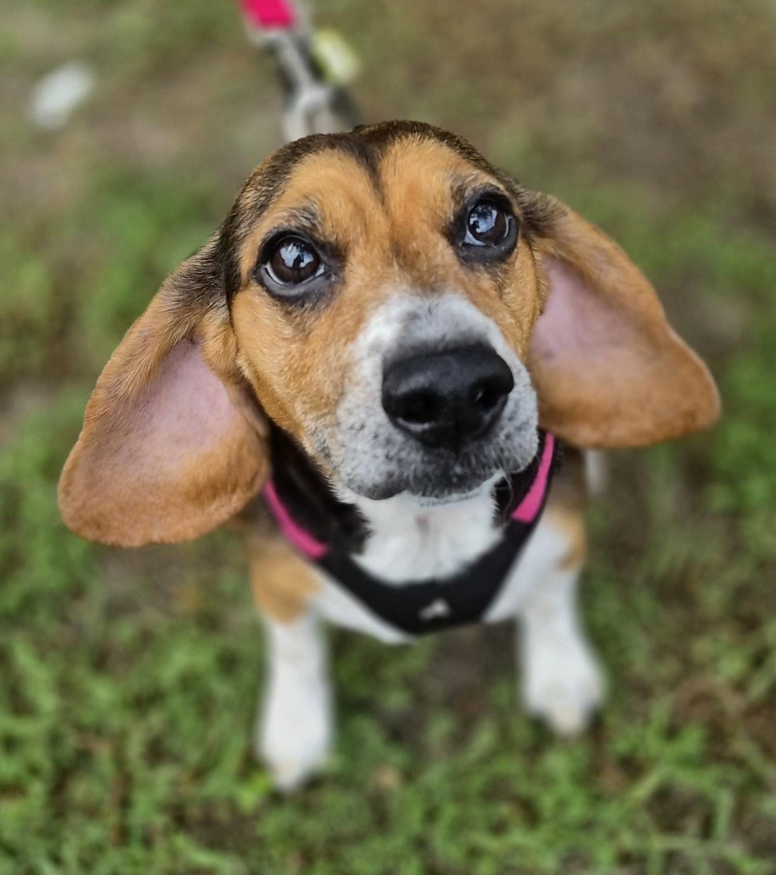 Enlarge Lucy-loo, a Adoptable Beagle in Dunnellon, FL image 3/3