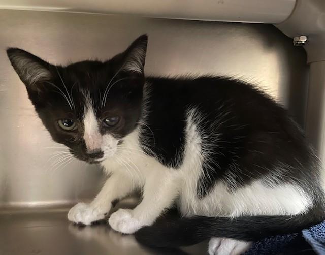 Flower, ADOPTABLE, Young Female Domestic Short Hair.