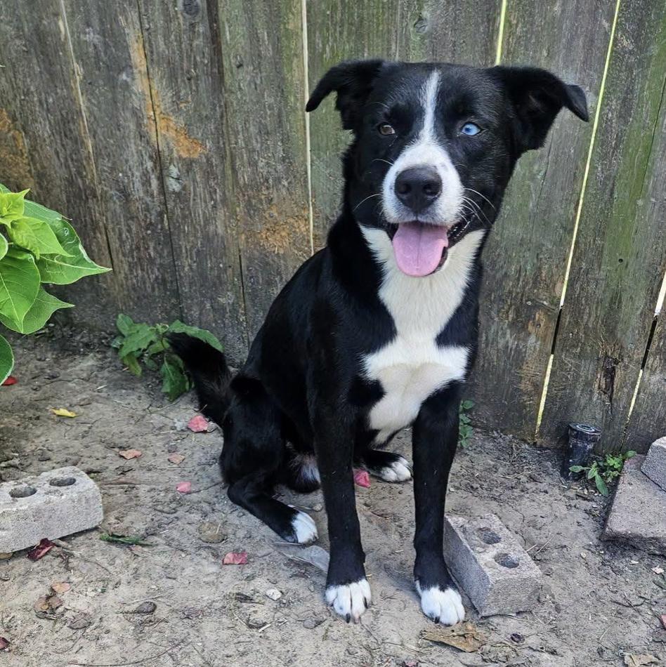 Enlarge Rex, a Adoptable mixed breed in Brattleboro, VT image 6/6