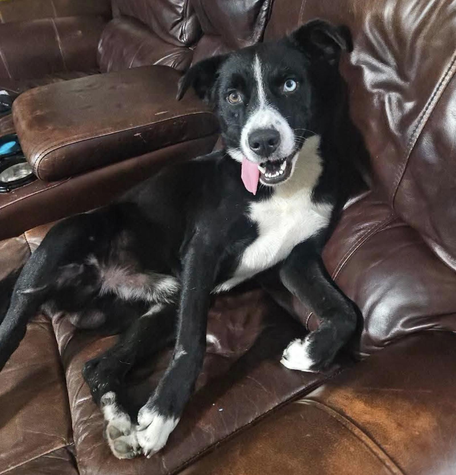 Enlarge Rex, a Adoptable mixed breed in Brattleboro, VT image 5/6