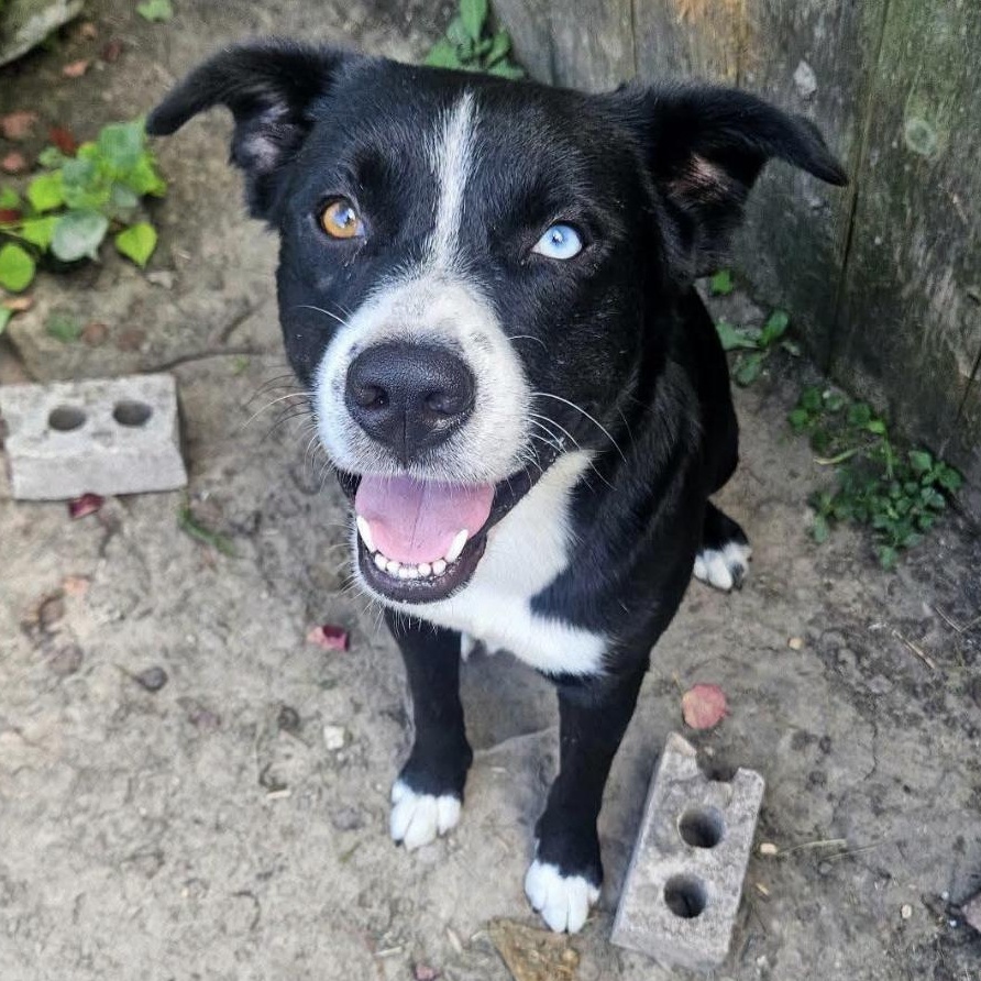 Enlarge Rex, a Adoptable mixed breed in Brattleboro, VT image 1/6