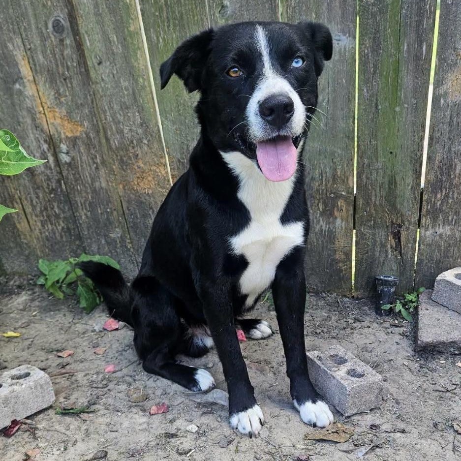 Enlarge Rex, a Adoptable mixed breed in Brattleboro, VT image 3/6