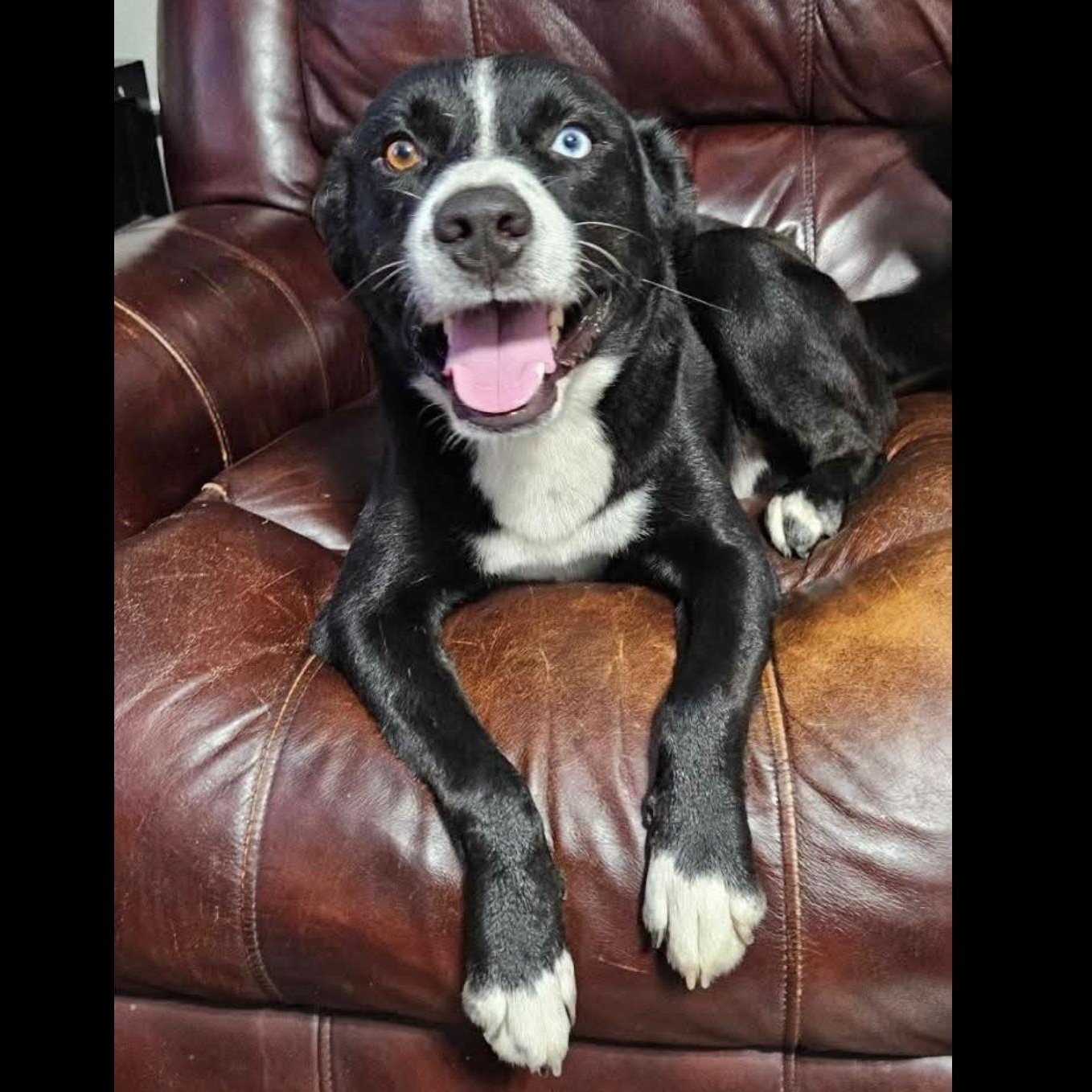 Enlarge Rex, a Adoptable mixed breed in Brattleboro, VT image 2/6