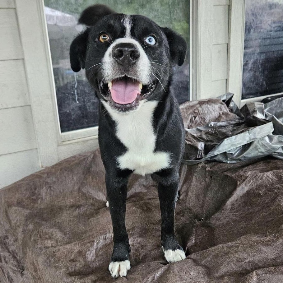 Enlarge Rex, a Adoptable mixed breed in Brattleboro, VT image 4/6