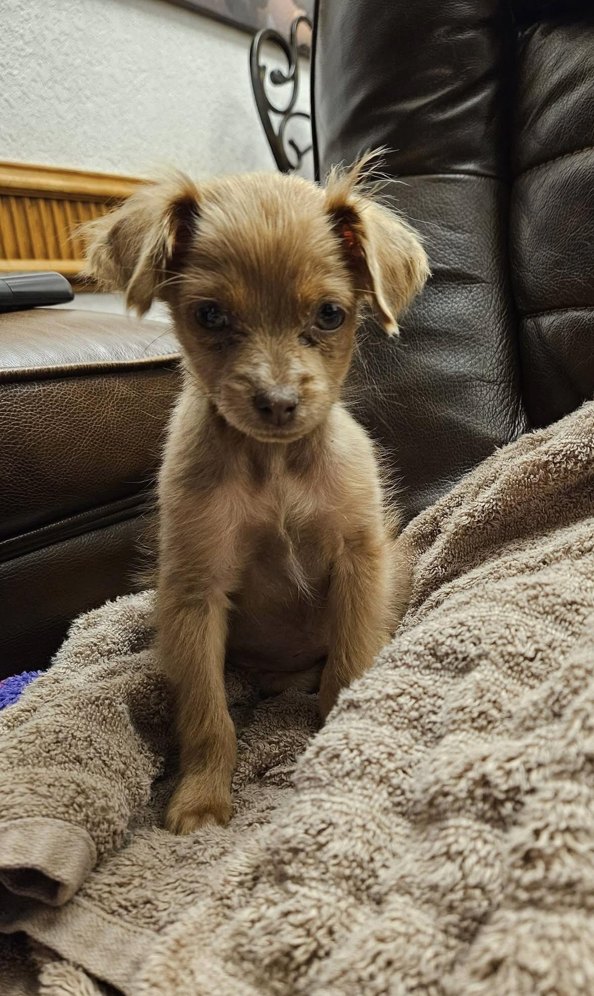 Clementine, ADOPTABLE, Puppy Female Chihuahua.