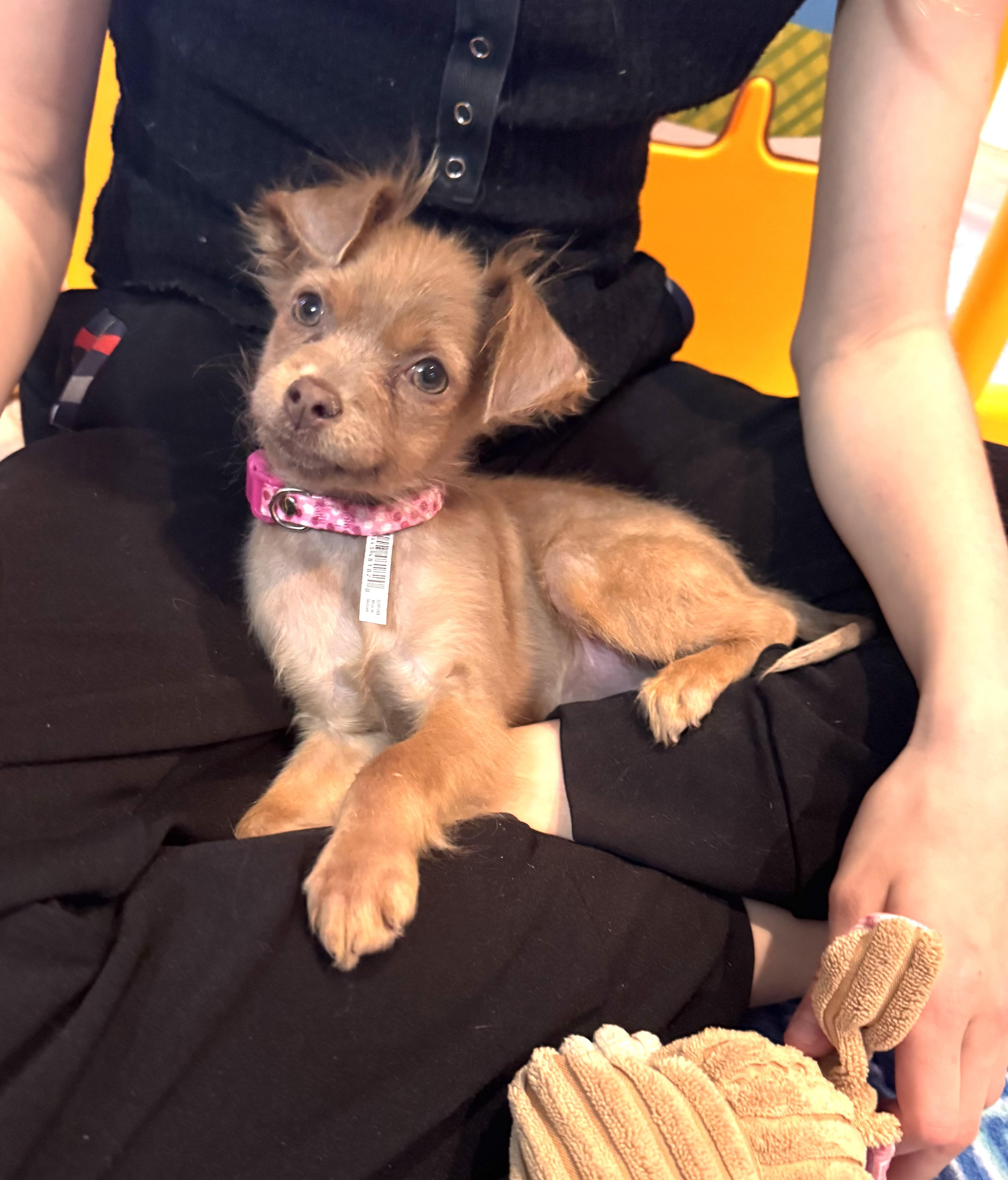 Clementine, adopted, Puppy Female Chihuahua.