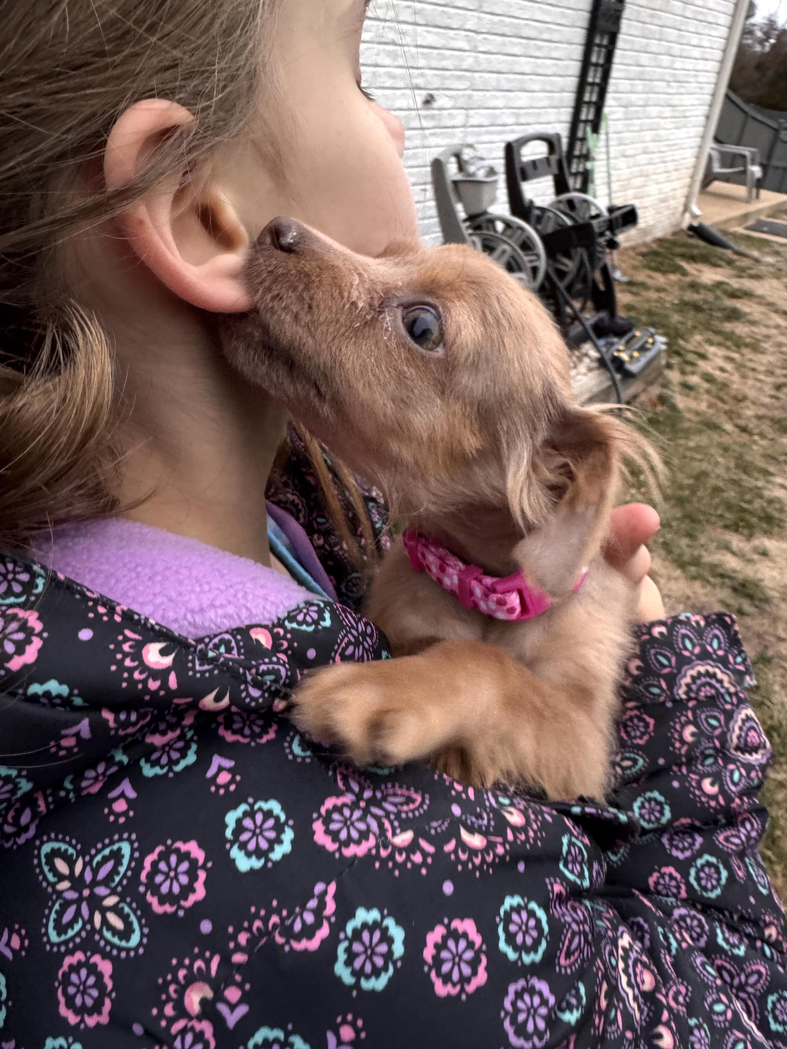 Enlarge Clementine, an adopted mixed breed in Ashburn, VA image 5/6