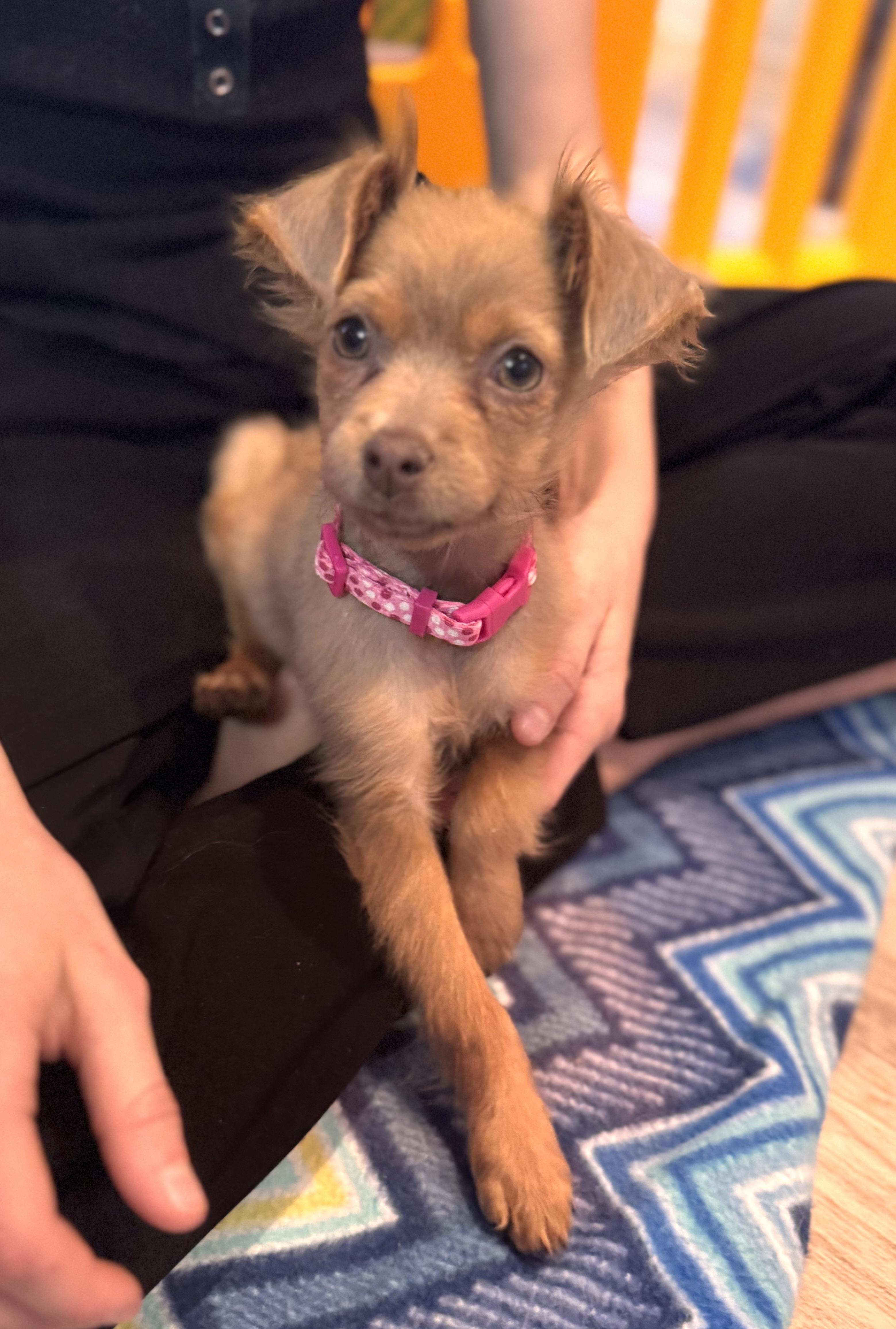 Enlarge Clementine, an adopted mixed breed in Ashburn, VA image 4/6