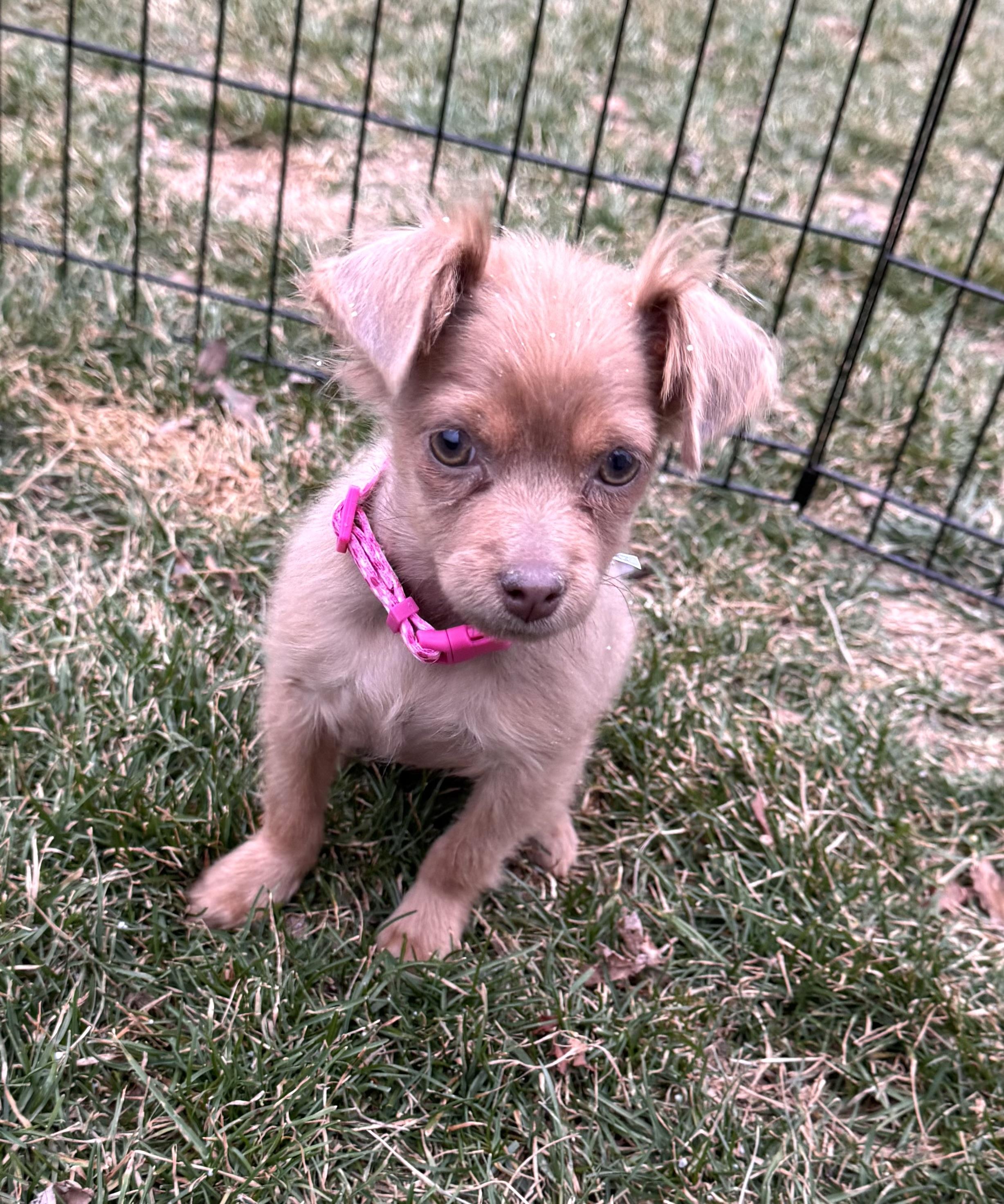 Enlarge Clementine, an adopted mixed breed in Ashburn, VA image 3/6