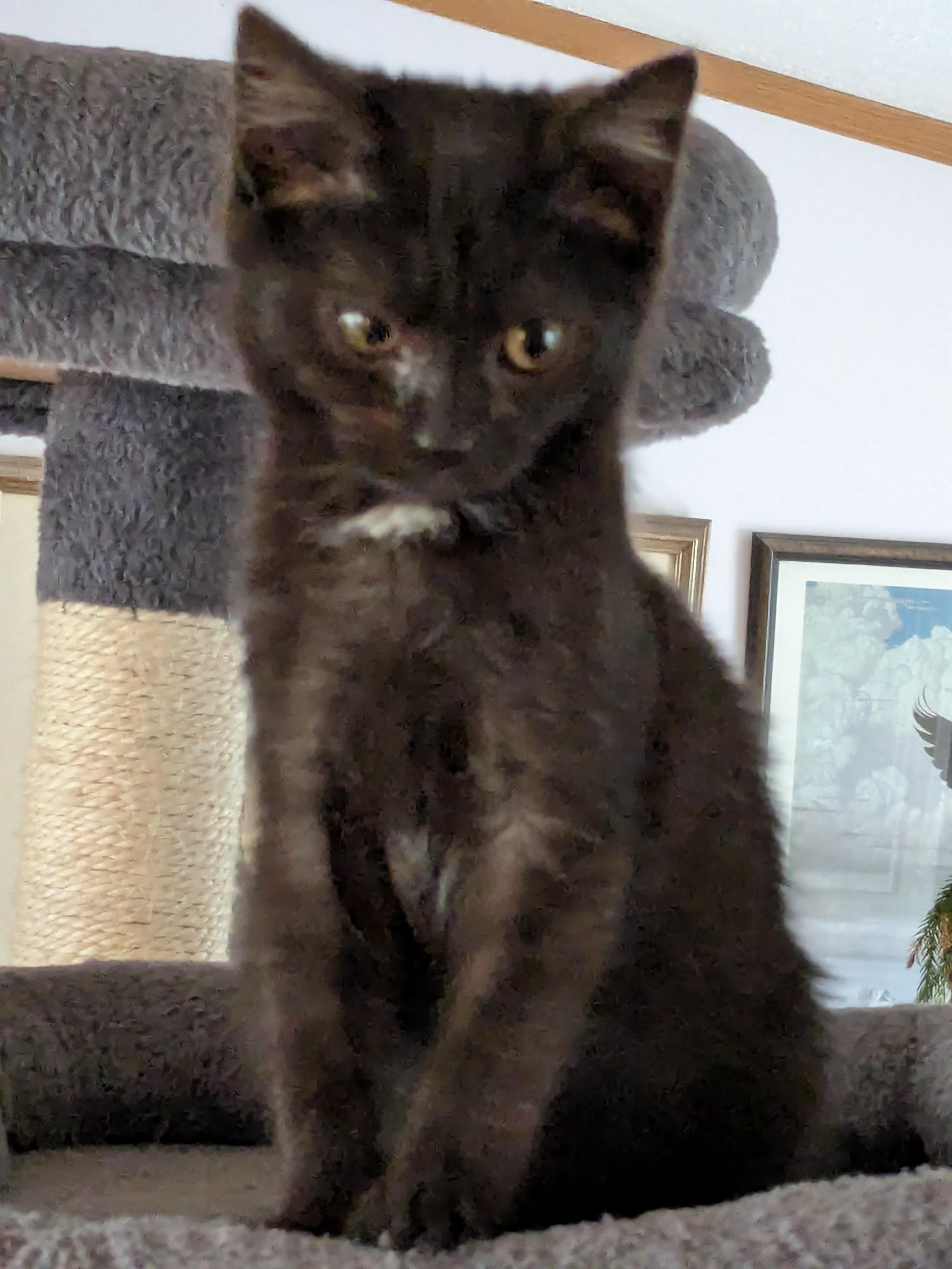 Enlarge Harry, a Adoptable mixed breed in Shelton, CT image 3/3