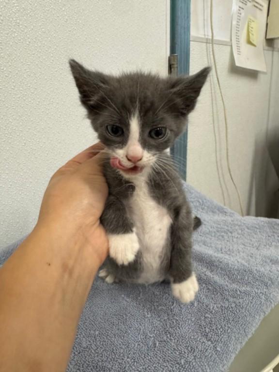 Enlarge BOOTS, a Adoptable Domestic Short Hair in Hayward, CA image 1/1