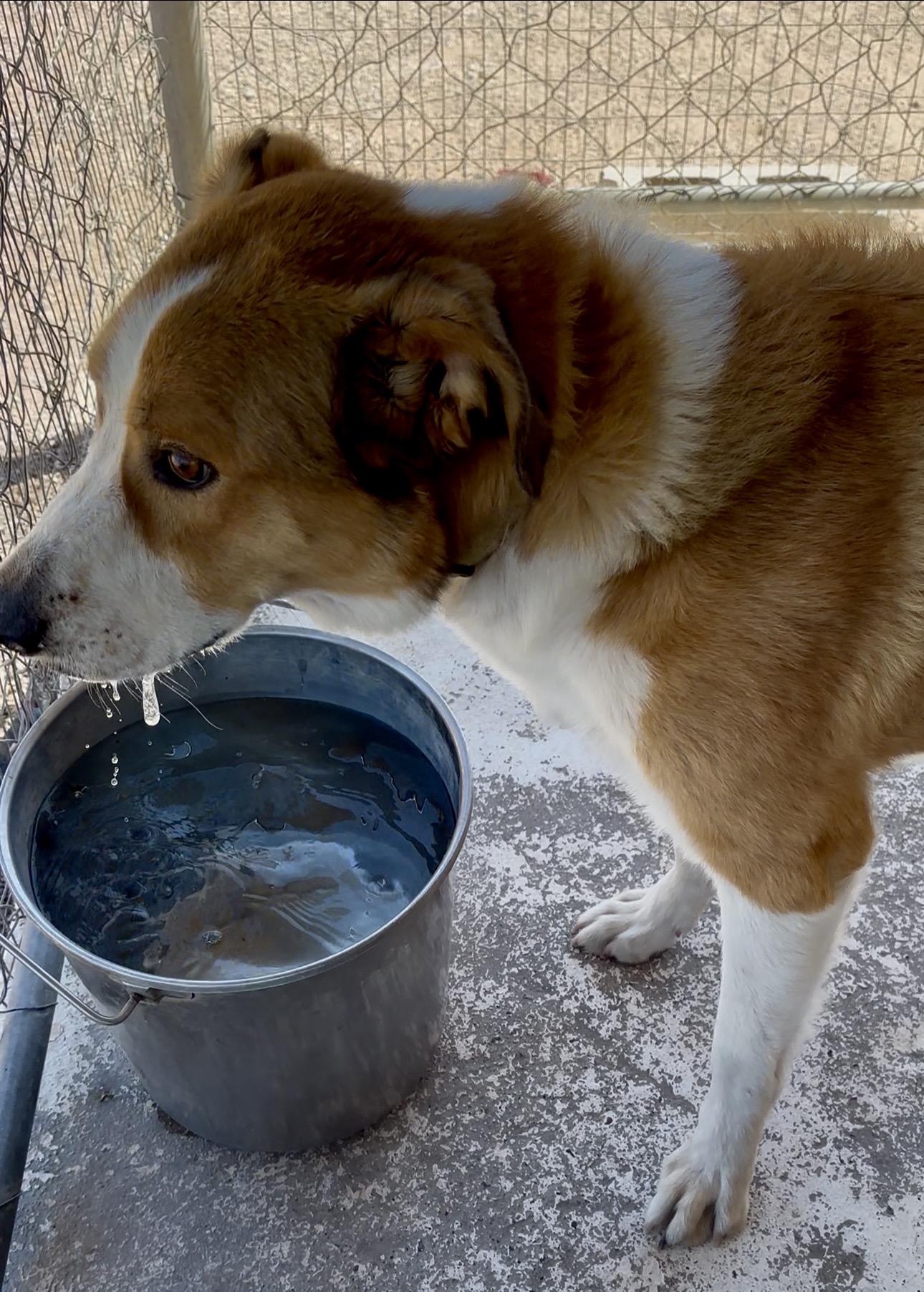 Toby, ADOPTABLE, Adult Male Australian Shepherd.