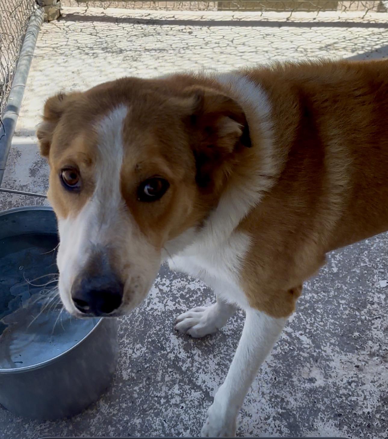 Toby, a ADOPTABLE mixed breed in Deming, NM image 2/2