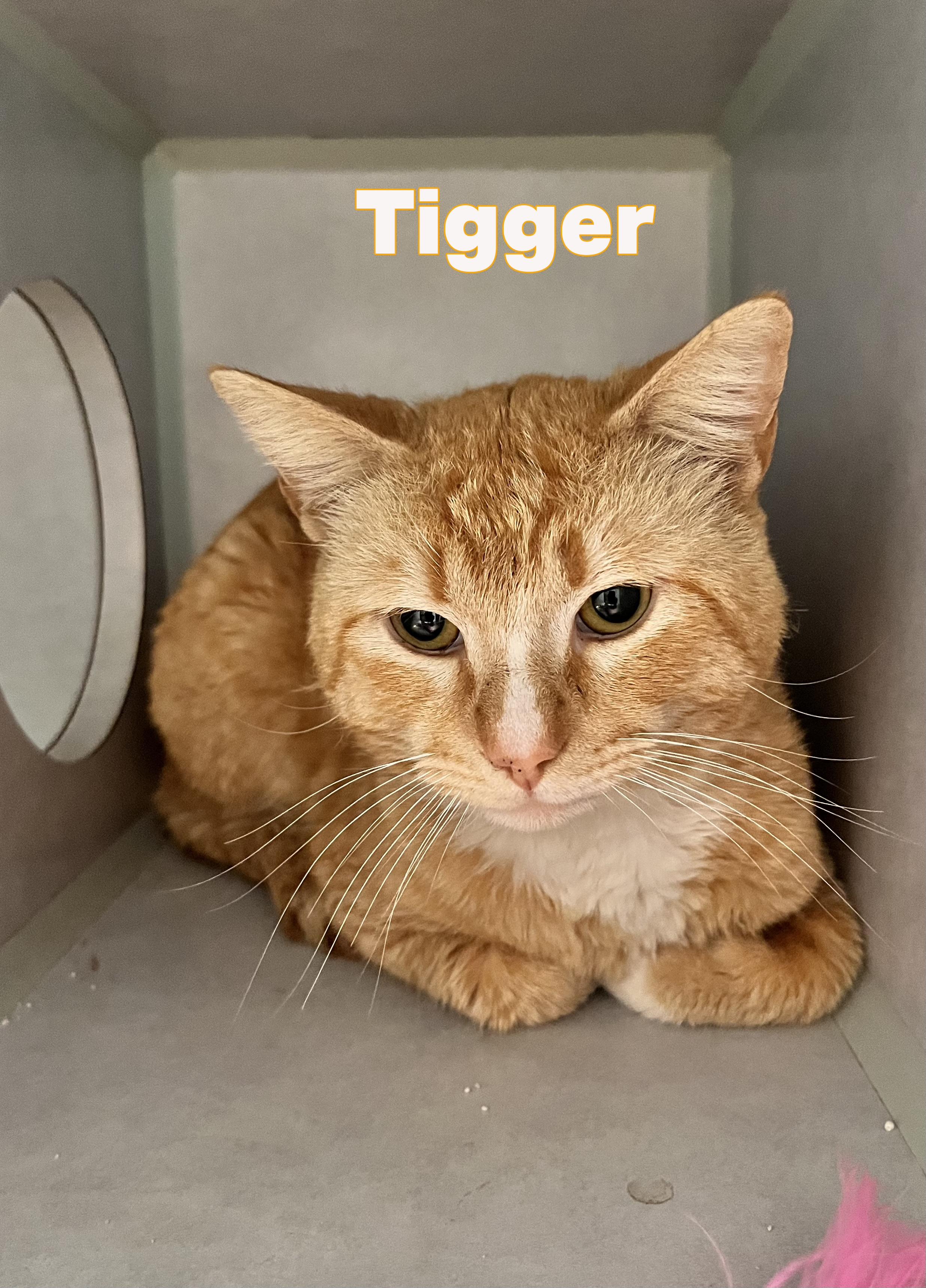 Tigger, ADOPTABLE, Young Male Tabby.
