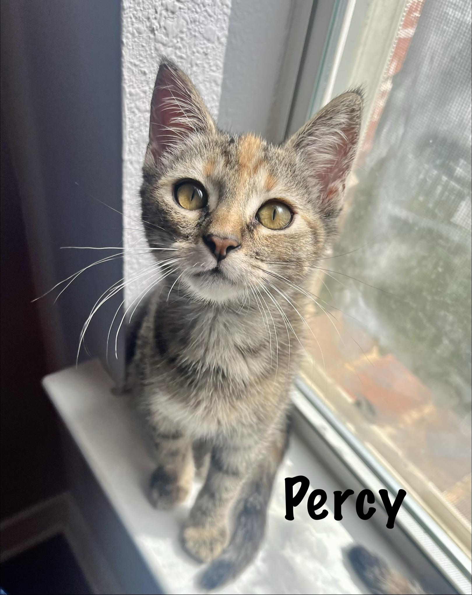 Percy, ADOPTABLE, Young Female Domestic Short Hair.