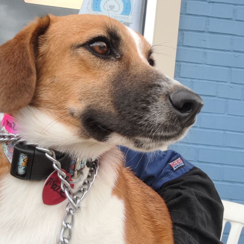 Dog for adoption Maize, a Beagle Mix in Parma, OH Petfinder