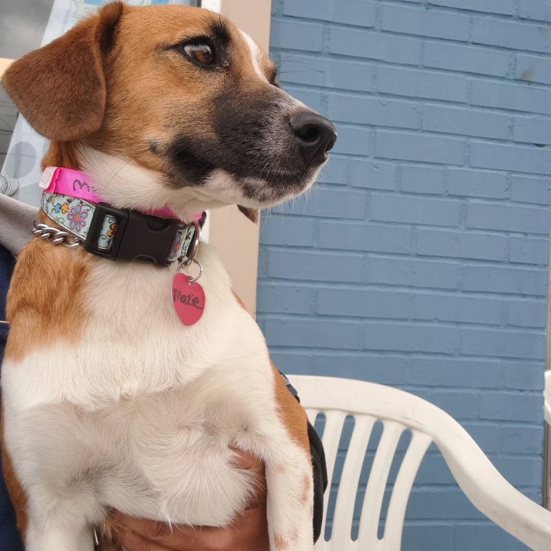 Dog for adoption Maize, a Beagle Mix in Parma, OH Petfinder