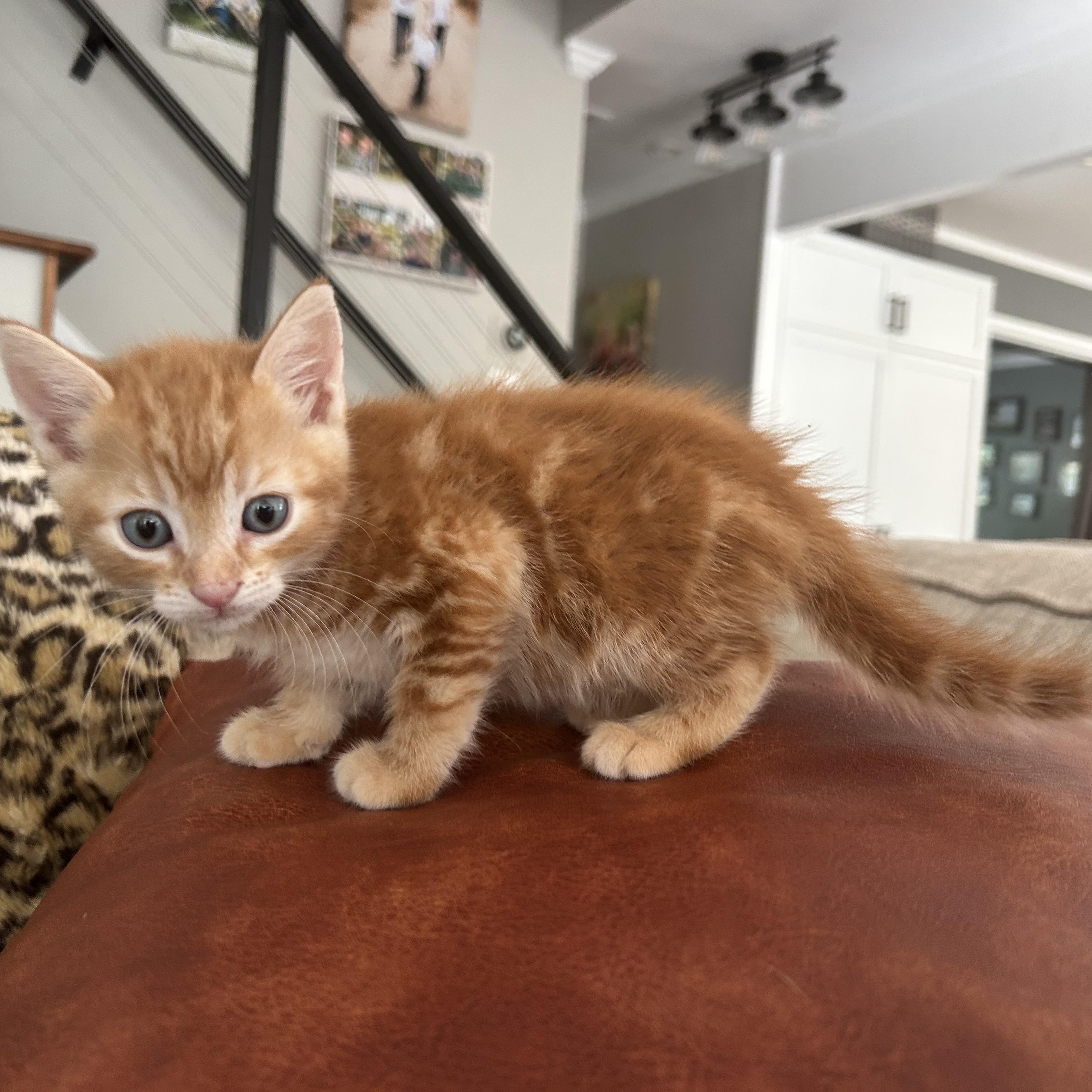 Hank Williams, a ADOPTABLE American Shorthair in Lilburn, GA image 1/5