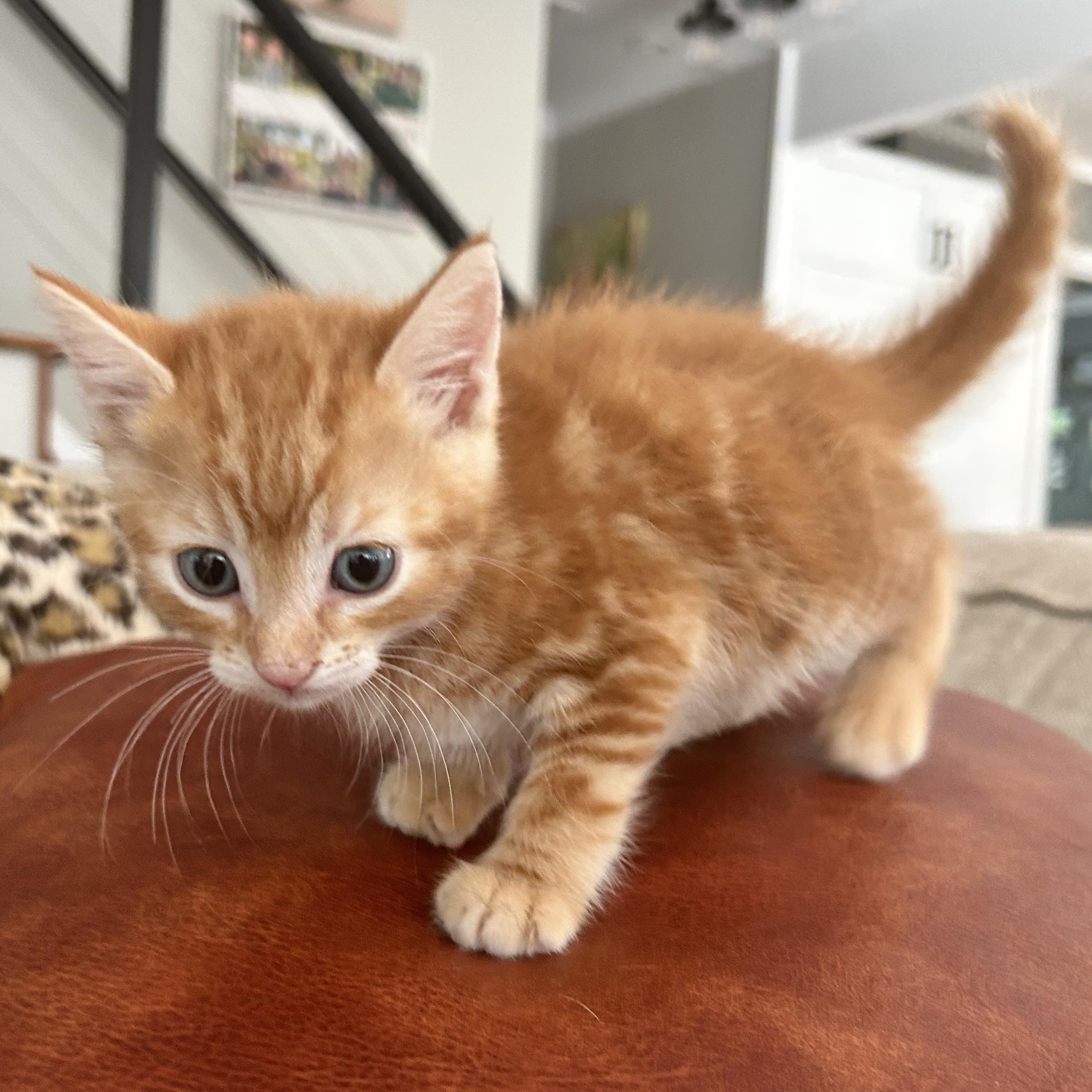 Hank Williams, a ADOPTABLE American Shorthair in Lilburn, GA image 5/5