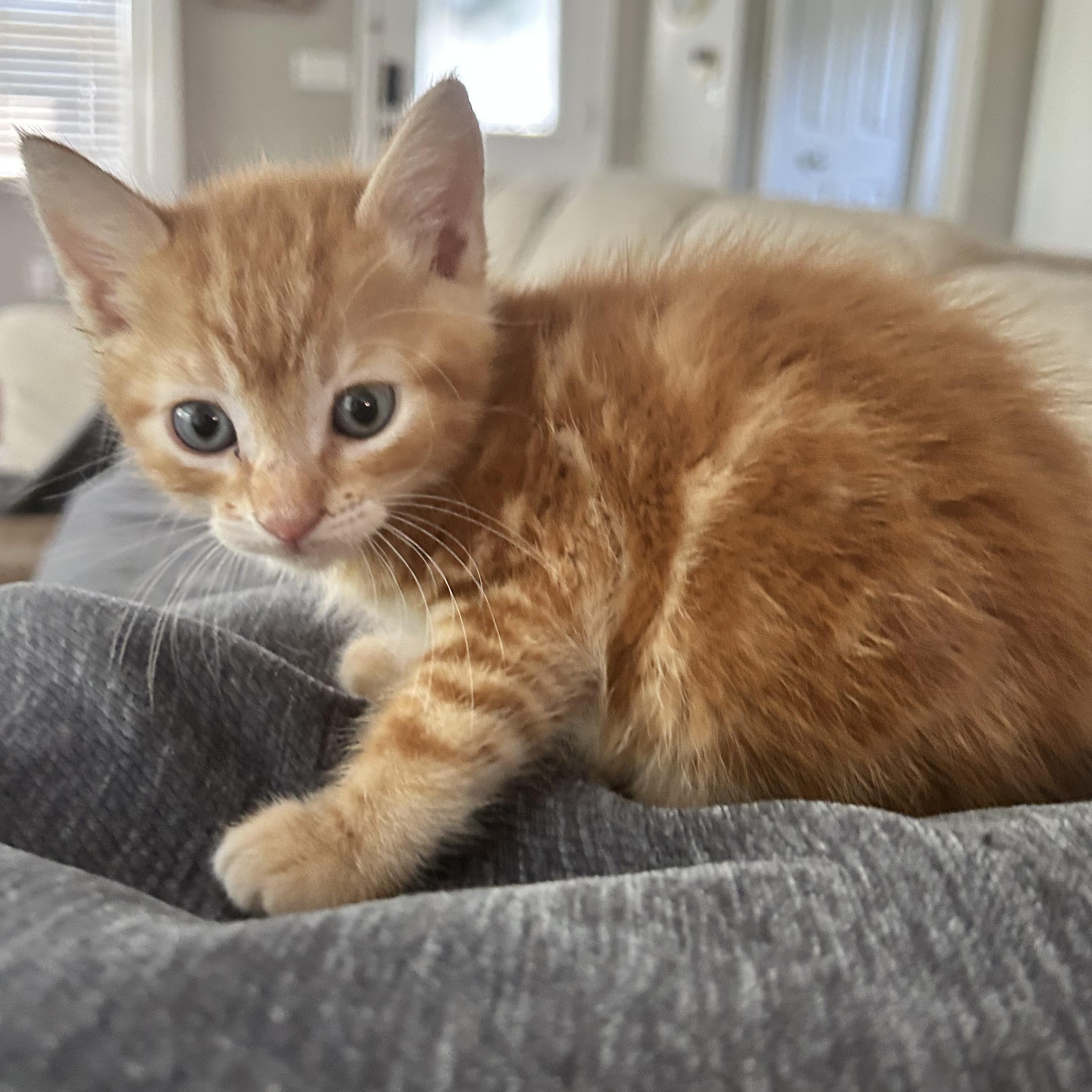 Hank Williams, a ADOPTABLE American Shorthair in Lilburn, GA image 4/5