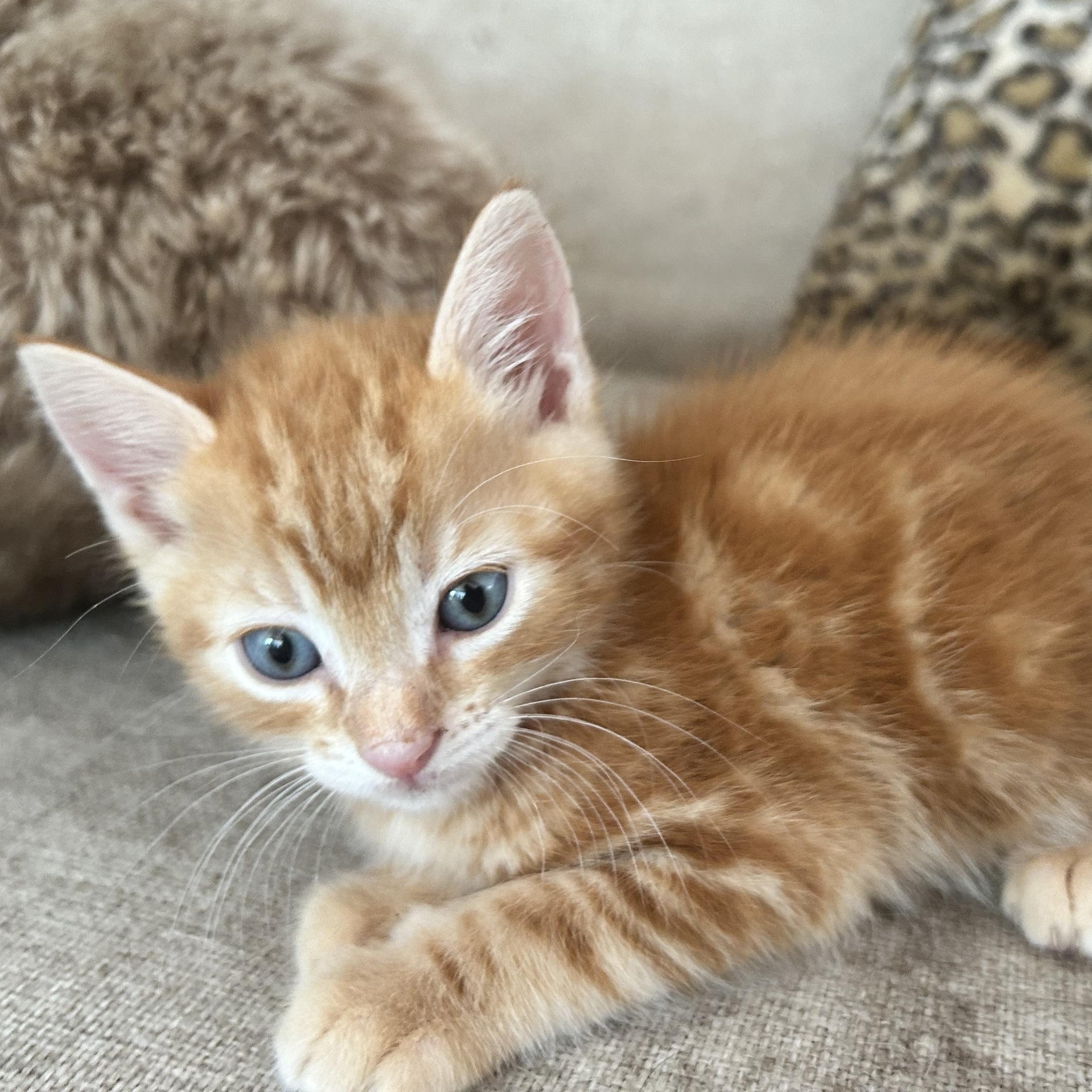 Hank Williams, a ADOPTABLE American Shorthair in Lilburn, GA image 2/5