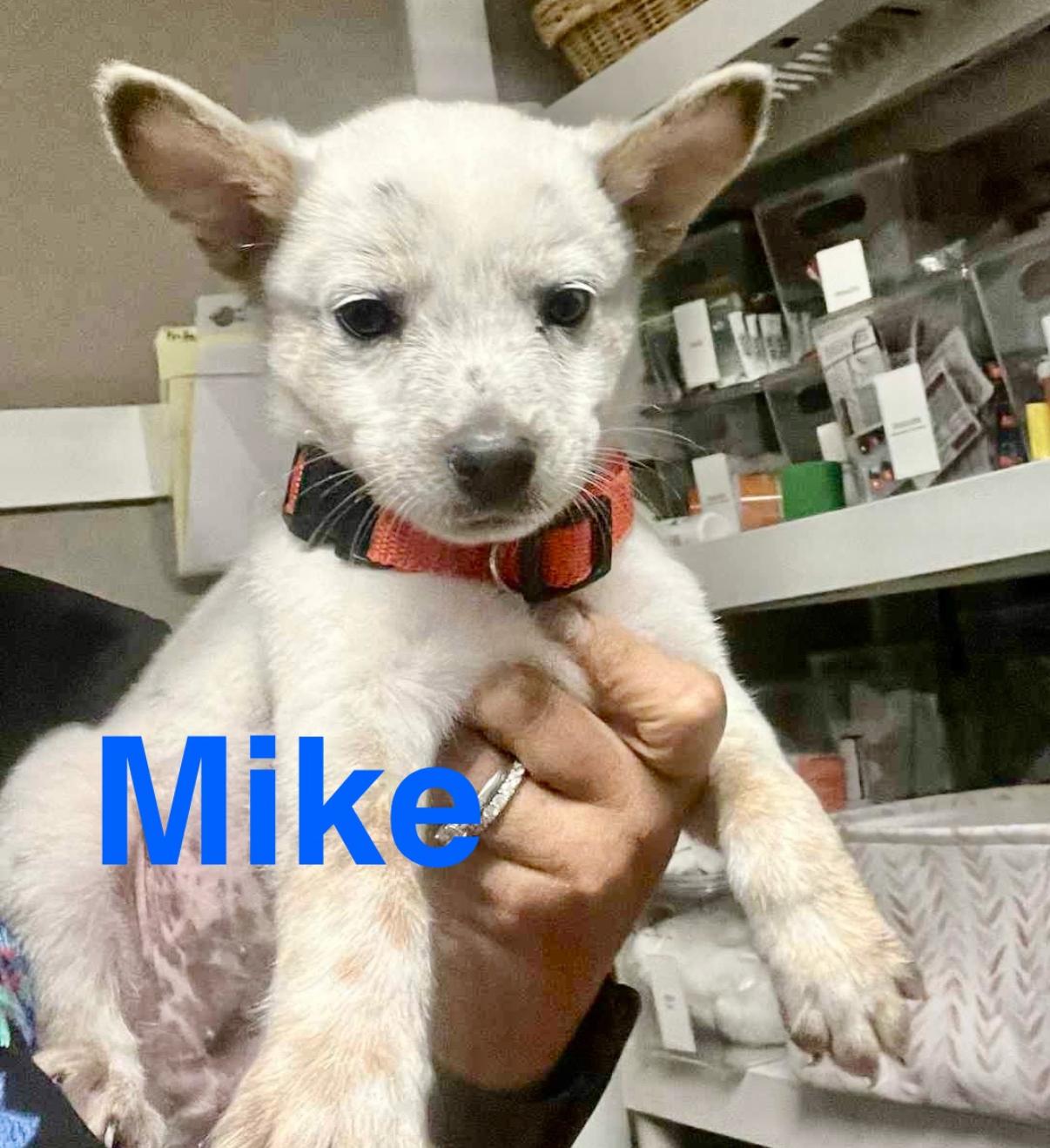 Mike