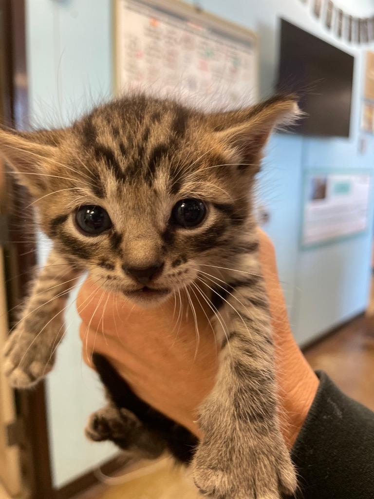 Enlarge Jack (TIPSEY), a Adoptable mixed breed in New Braunfels, TX image 1/1