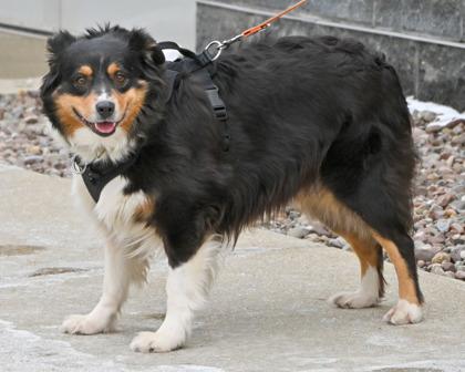 Allie May, Adoptable, Adult Female Australian Shepherd & Mixed Breed.