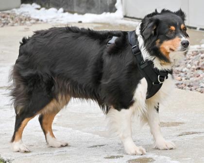 Enlarge Allie May, a Adoptable mixed breed in West Seneca, NY image 2/3