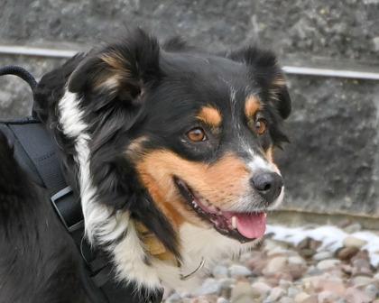 Enlarge Allie May, a Adoptable mixed breed in West Seneca, NY image 3/3