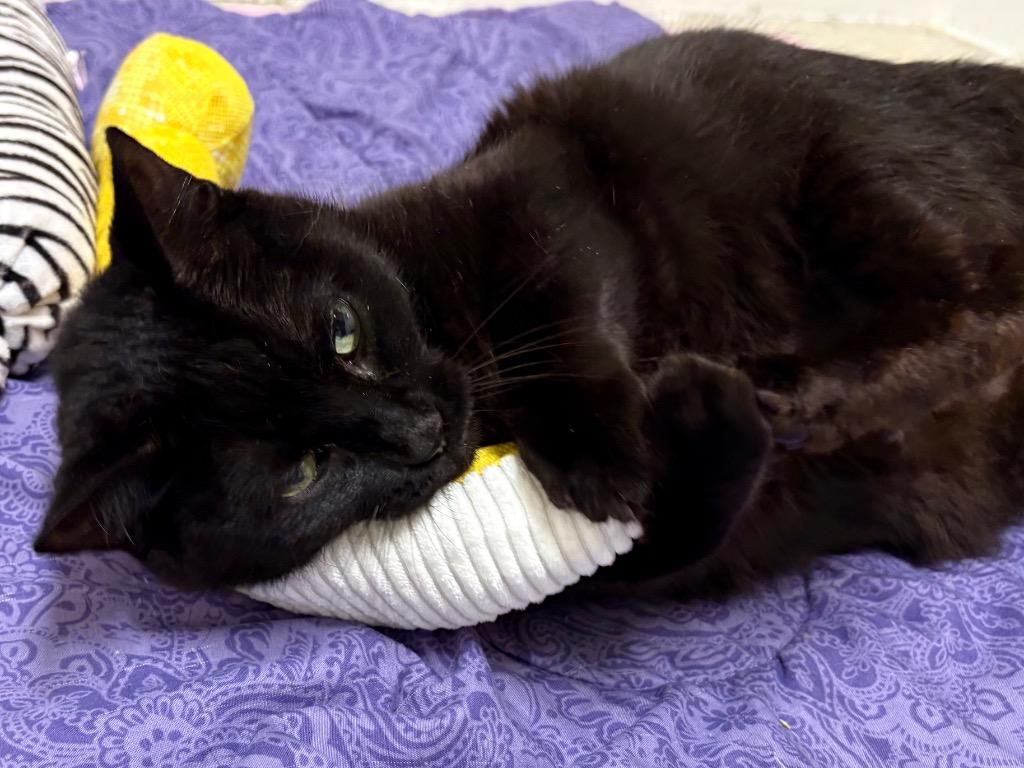Nimue, Adoptable, Adult Female Domestic Short Hair.