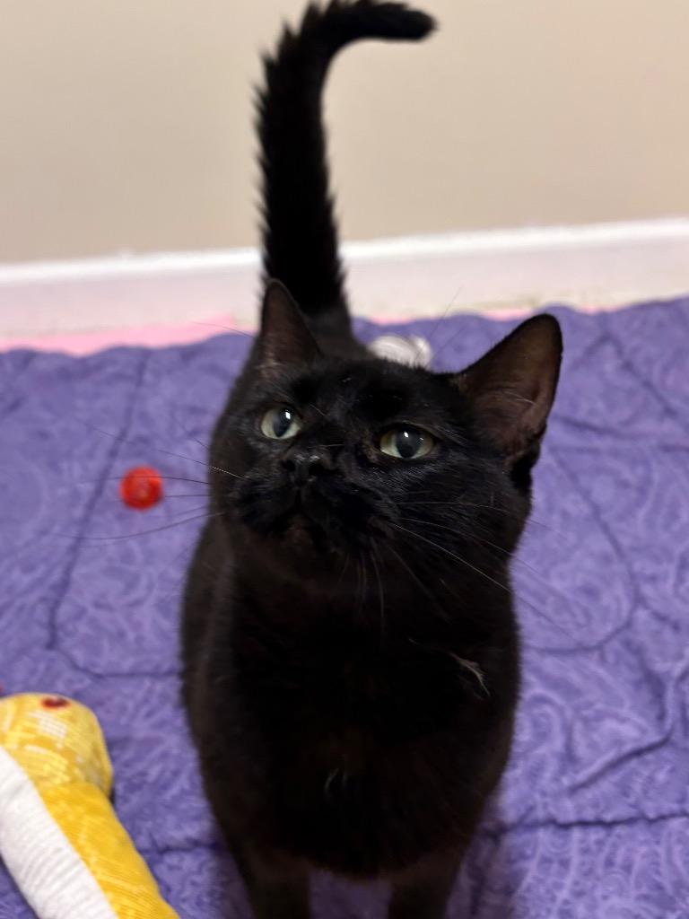 Nimue, a Adoptable mixed breed in Fall River, MA image 2/6